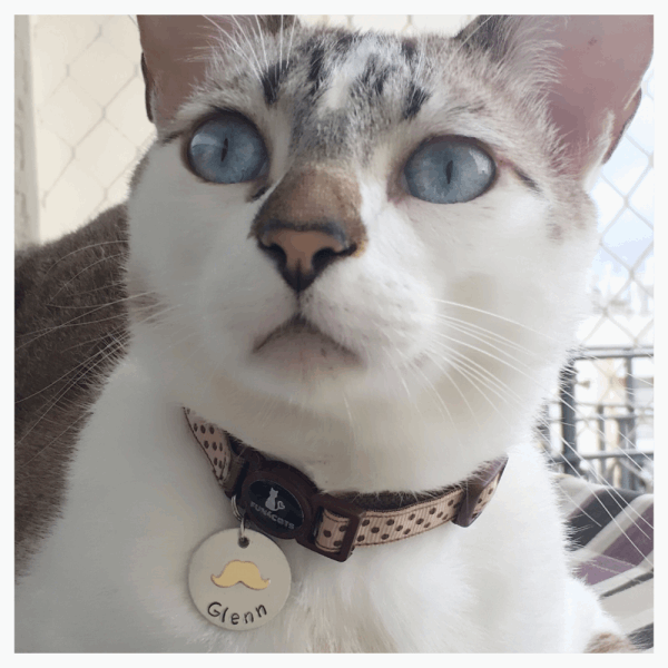Placa de Identificação com Bigode Dourado 22mm